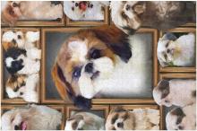 Shih Tzu Dog Jigsaw Puzzle 100...