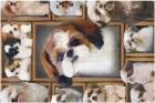 Shih Tzu Dog Jigsaw Puzzle 1000 PCS Character Puzzle Movie Movie Moe Goods Popular Actor Idol Wooden Puzzle Wall Decor Beginner Gift Birthday Christmas Present Beautiful Packaging Box